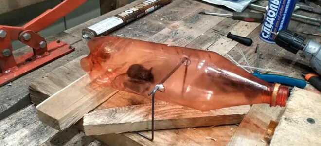 Мышеловка из пластиковой бутылки своими руками