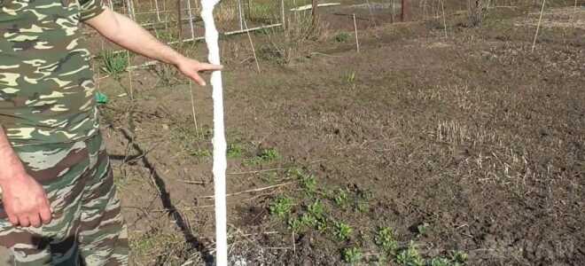 Как установить защитный «пояс» для деревьев