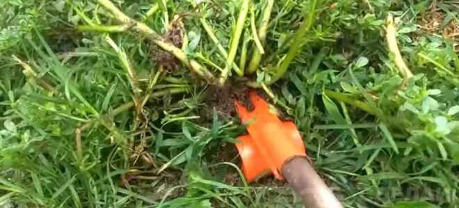 Садовый инструмент для борьбы с сорняками на участке