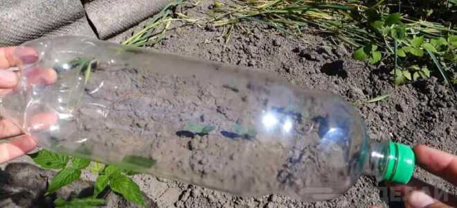 Капельный полив для растений из пластиковой бутылки