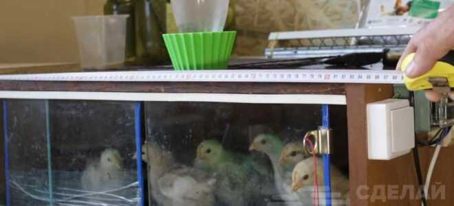 Как сделать брудер для цыплят своими руками